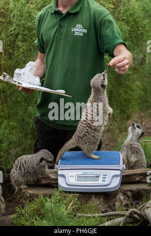 London, UK. 23rd August 2018. Annual animals weigh-in and measure to record vital statistics at ZSL London Zoo. Credit: Guy Corbishley Stock Photo