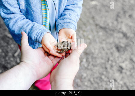 Closeup of father parent and child hands holding small green brown forest frog, outside on summer day Stock Photo