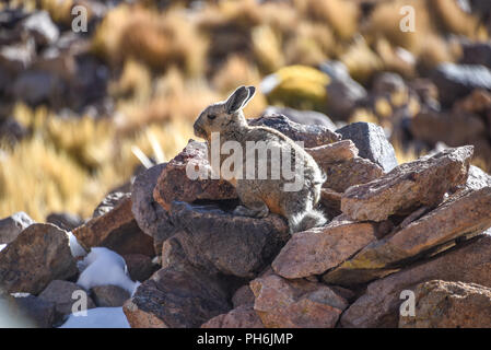 A southern Viscacha sits on rocks in the abandoned mining town of San Antonio de Lipez, Sud Lipez province, Bolivia Stock Photo