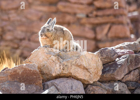 A southern Viscacha sits on rocks in the abandoned mining town of San Antonio de Lipez, Sud Lipez province, Bolivia Stock Photo