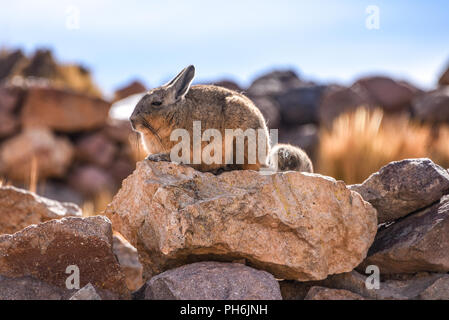 A southern Viscacha sits on rocks in the abandoned mining town of San Antonio de Lipez, Sud Lipez province, Bolivia Stock Photo