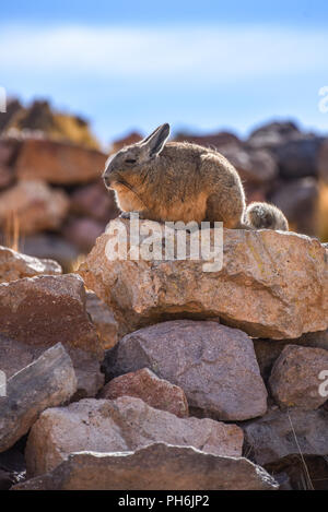 A southern Viscacha sits on rocks in the abandoned mining town of San Antonio de Lipez, Sud Lipez province, Bolivia Stock Photo