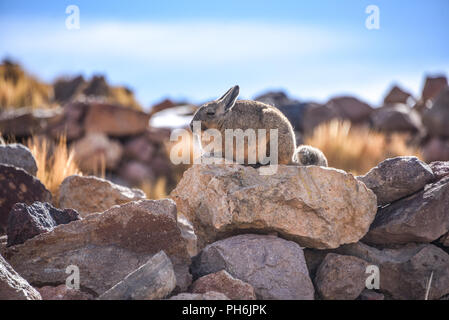 A southern Viscacha sits on rocks in the abandoned mining town of San Antonio de Lipez, Sud Lipez province, Bolivia Stock Photo