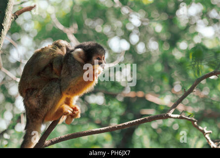 Saimiri, Squirrel monkey in the tree Stock Photo