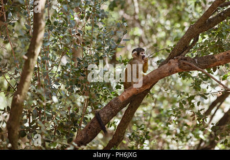 Saimiri, Squirrel monkey in the tree Stock Photo