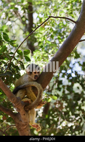 Saimiri, Squirrel monkey in the tree Stock Photo