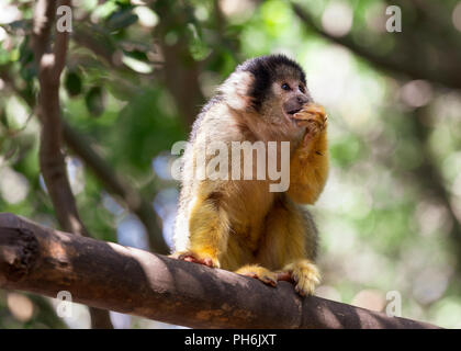 Saimiri, Squirrel monkey in the tree Stock Photo