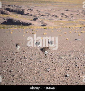 A group of Greater Rhea / Nandu (Rhea americana) graze on the Altiplano, in the Eduardo Avaroa National Reserve, Uyuni, Bolivia Stock Photo