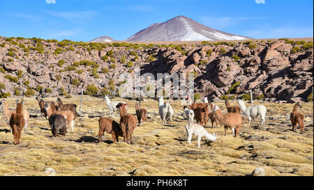 A group of Llamas and Alpacas grazing on the Altiplano, in the Eduardo Avaroa National Reserve, Uyuni, Bolivia Stock Photo