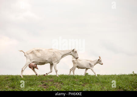 white goat with full udder and young one on green grassy dike in holland Stock Photo