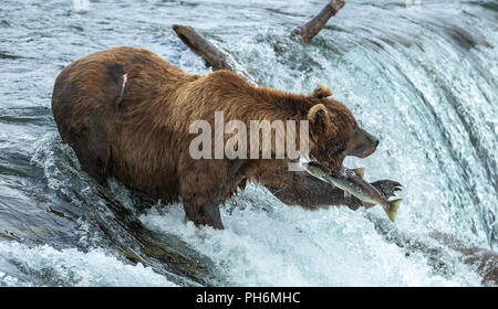Male brown bear with mouth open standing in waterfall missing catching a jumping sockeye salmon.
