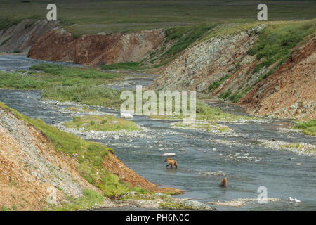 distant shot of 2 brown bears in an alaskan river hunting for sockeye salmon Stock Photo