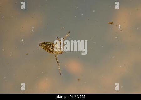 Notonecta glauca, Common Backswimmer or Water Boatman, underside, viewed throgh water surface,  Wales, UK Stock Photo