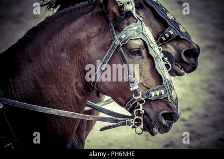 Roman chariot in a fight of gladiators, bloody circus Stock Photo