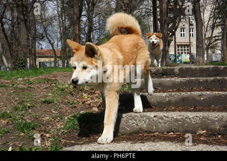 are akita inus dangerous dogs