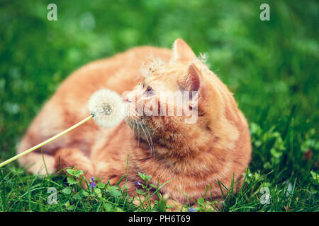 Portrait of a little kitten lying on the dandelion field. Cat enjoying spring and sniffing blowball Stock Photo