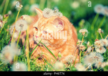 Portrait of a little kitten lying on the dandelion field. Cat enjoying spring Stock Photo