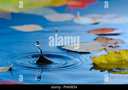 Water droplet making ripples in pond with autumn leaves Stock Photo