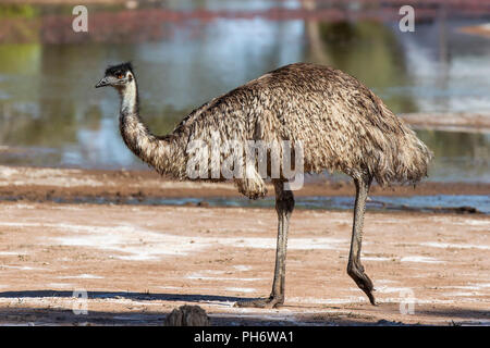 Emu (Dromaius novaehollandiae). A large Australian flightless bird Stock Photo