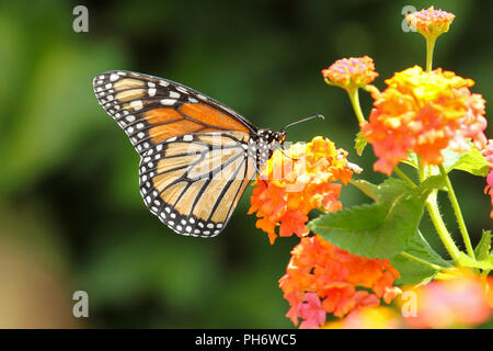 A migrating monarch butterfly feeding on lantana. Stock Photo