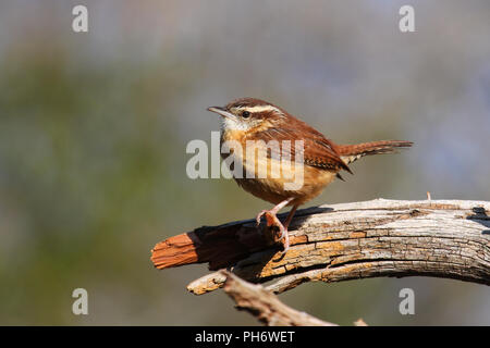 A Carolina wren on a perch. Stock Photo