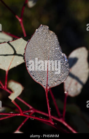 Dew drops on gum leaves Stock Photo