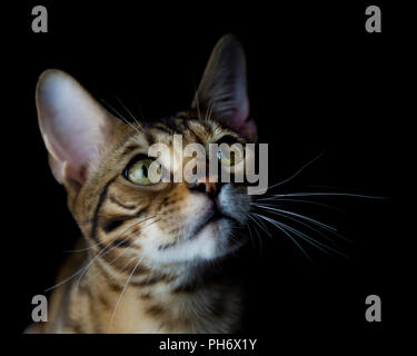 very cute bengal cat face in a studio black background Stock Photo