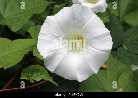 Hedge bindweed (Calystegia sepium) or bellbind white flower in the centre surrounded by leaves. Stock Photo