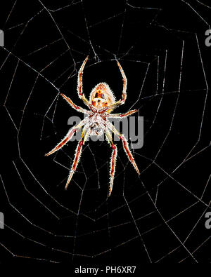 Spider close up on its web. Stock Photo