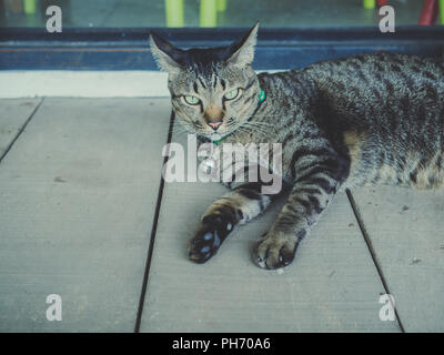 Cute lazy tabby cat portrait sleeping under the wooden chair on film tone style. Stock Photo