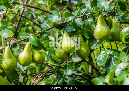 Ripening pears on a tree - a lovely crop of fruit is almost ready for picking. Stock Photo