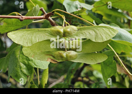 winged achenes, the fruits of field maple Stock Photo