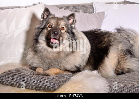 Dog on sofa with pillow and blanket Stock Photo