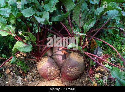 Rote Bete, Beta vulgaris subsp. rapacea var. conditiva, Stock Photo