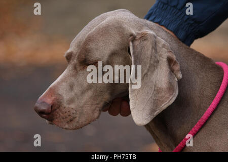 Weimaraner in public park Stock Photo