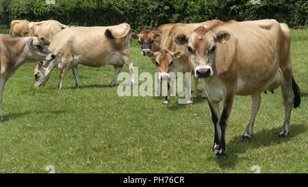 Cows on pasture Stock Photo