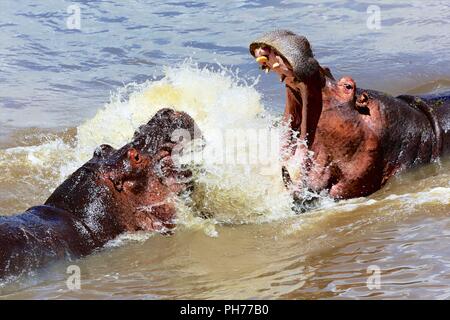 two hippos fighting in masai mara kenya Stock Photo