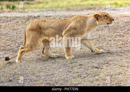 lioness hunting at masai mara national park kenya africa Stock Photo