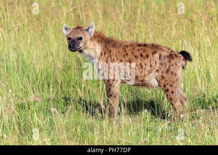 young spotted hyena at the masai mara national park kenya Stock Photo