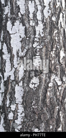 birch bark texture Stock Photo