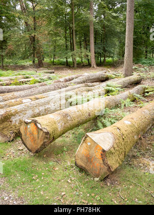 Cut oak trees in commercial forestry lying on the forest floor in the New Forest Hampshire England UK Stock Photo