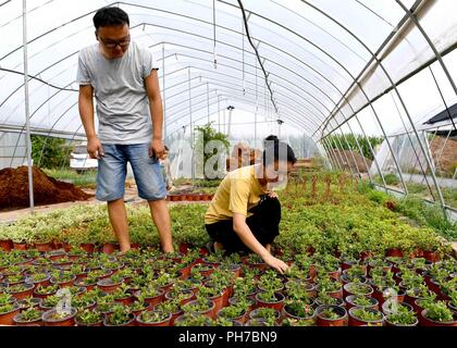 Shangqi, Shangqi, China. 31st Aug, 2018. Shangqiu, CHINA-Xu Changli and his wife Zhang Tao take care of their garden plants in Shangqiu, central China's Henan Province. Credit: SIPA Asia/ZUMA Wire/Alamy Live News Stock Photo