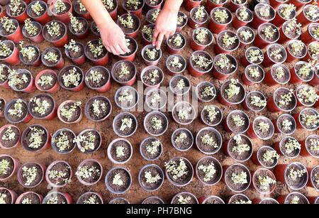 Shangqi, Shangqi, China. 31st Aug, 2018. Shangqiu, CHINA-Xu Changli and his wife Zhang Tao take care of their garden plants in Shangqiu, central China's Henan Province. Credit: SIPA Asia/ZUMA Wire/Alamy Live News Stock Photo