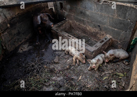 17 August 2018, Venezuela, Maracaibo: Pigs in oil at Lake Maracaibo. Underneath the lake are large deposits from which the state-owned Venezuelan company PDVSA produces oil and gas. Oil pipelines are already leaking there. However, the pollution of the lake seems to have become chronic. There are hardly any official figures on this, given the situation, which is strictly controlled by the national regime. Venezuela - once the richest country in South America and blessed with the world's largest oil reserves - has been increasingly plundering since the beginning of the year, as food supplies ha Stock Photo
