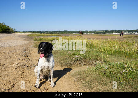 Red Wharf Bay, Isle of Anglesey, Wales, UK. 31st August 2018. A wet Springer Spaniel dog enjoys glorious sunshine and clear blue sky on the beach. Credit: Realimage/Alamy Live News Stock Photo