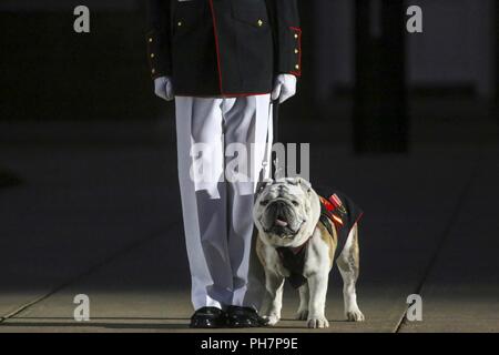Sergeant Chesty XIV stands at attention during a Friday Evening Parade at Marine Barracks Washington D.C., June 29, 2018. The guest of honor for the ceremony was the Under Secretary of the Navy, Thomas B. Modly, and the hosting official was the Assistant Commandant of the Marine Corps, Gen. Glenn M. Walters. Stock Photo