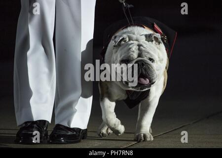 U.S. Marine Corps Cpl. Troy Nelson, mascot handler, Marine Barracks Washington D.C., marches down Centerwalk with Sgt. Chesty XV, official Marine Corps mascot, during a Friday Evening Parade, Marine Barracks Washington, Washington, D.C., June 29, 2018. The Evening Parade summer tradition began in 1934 and features the Silent Drill Platoon, the U.S. Marine Band, the U.S. Marine Drum and Bugle Corps and two marching companies. More than 3,500 guests attend the parade every week. Stock Photo