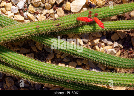 Echinopsis huascha (Red Torch Cactus) Stock Photo