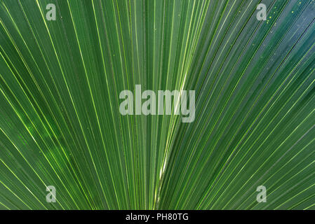 Palm leaf, a motive in transmitting light Stock Photo