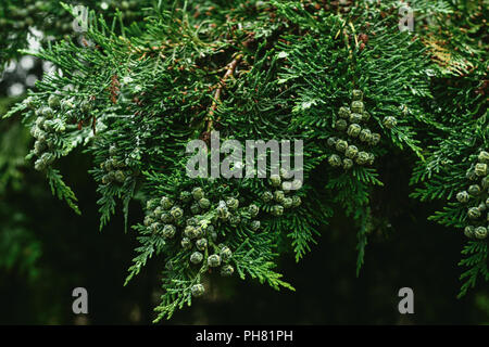 Fresh raw organic garlic on white background, isolated Stock Photo